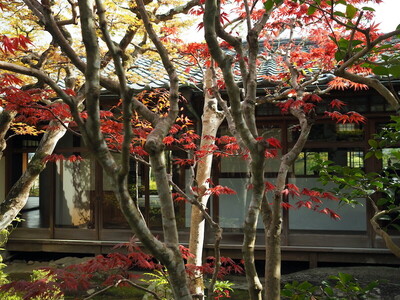 志賀直哉旧居 庭園が「奈良市指定文化財」に指定されました