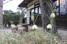 後期古典講読講座《平家物語》第11回を開催 