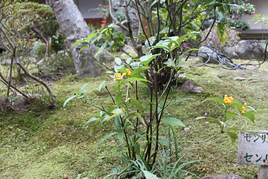 古典講読講座《芭蕉と大和》後期第2回を開催