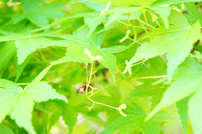 最近の志賀直哉旧居（4月）