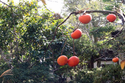 20231030_003.jpg