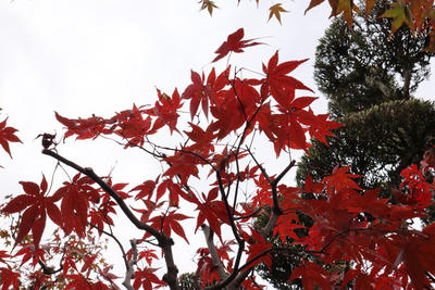 11月の志賀直哉旧居