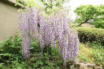 4月の志賀直哉旧居