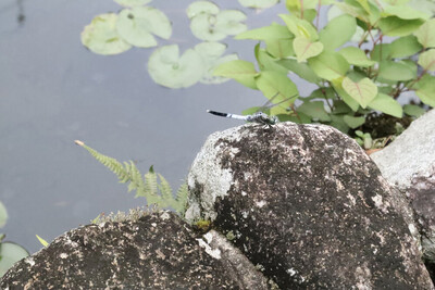 8月の志賀直哉旧居