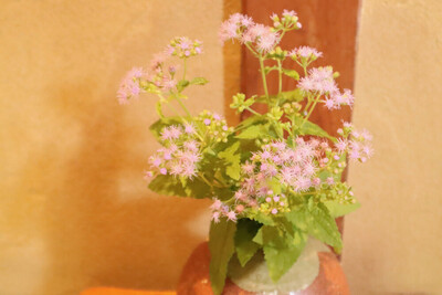 8月の志賀直哉旧居