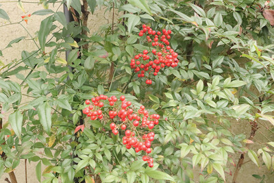 11月の志賀直哉旧居