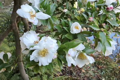 12月の志賀直哉旧居