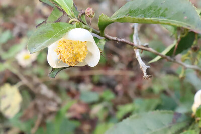12月の志賀直哉旧居