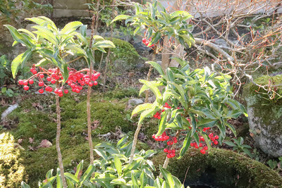 12月の志賀直哉旧居