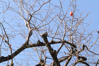 12月の志賀直哉旧居