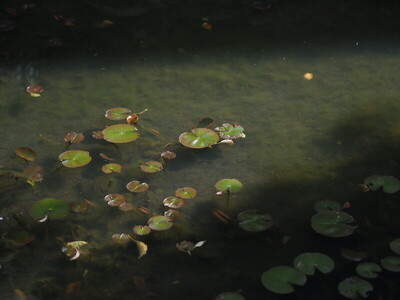 清明のころ　志賀直哉旧居から