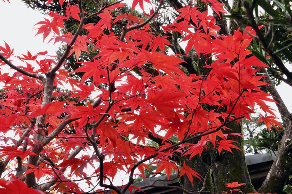 http://www.naragakuen.jp/news_topics/images/20221125/c2e9da1eb0e672c9dbbf49a8f22c6e3a4d41cf25.jpg
