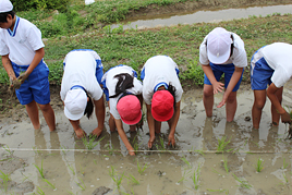 【小学校】小学校4年生(P4)が田植えをしました