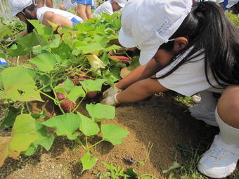 【小学校】小学校2年生(P2)がさつまいもほりをしました