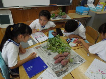 【小学校】小学校2年生(P2)がさつまいもほりをしました