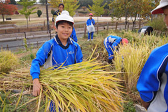 【小学校】小学4年生が学園内にある棚田の稲刈りを行いました
