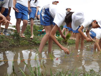 【小学校】小学４年生（Ｐ４）が田植えを行いました