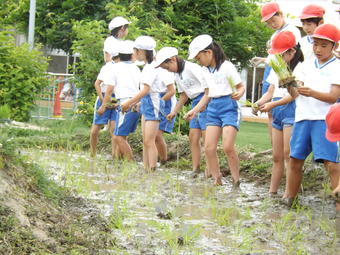 【小学校】小学４年生（Ｐ４）が田植えを行いました