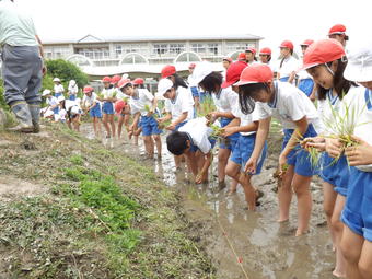 【小学校】小学４年生（Ｐ４）が田植えを行いました