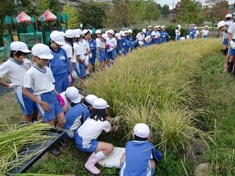 【小学校】小学４年生が棚田の稲刈りを行いました