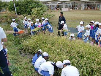 【小学校】小学４年生が棚田の稲刈りを行いました