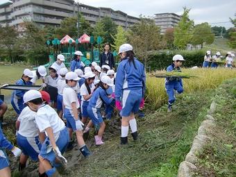 【小学校】小学４年生が棚田の稲刈りを行いました