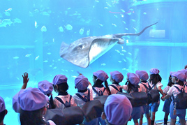 【幼稚園】秋の遠足で海遊館へ出掛けました