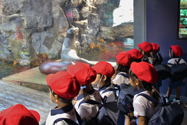【幼稚園】秋の遠足で海遊館へ出掛けました