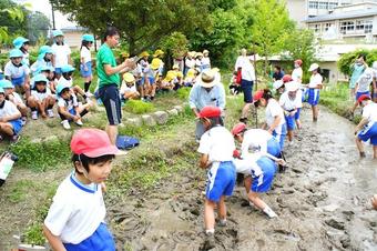 P4生が田植えを行いました