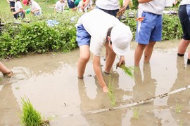 P3、P4生が田植えをしました