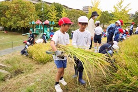 P3生・P4生が稲刈りを行いました