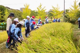 P3生・P4生が稲刈りを行いました