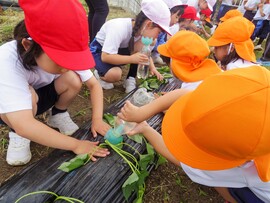 P2生がPP2生と一緒にさつまいもの苗植えを行いました