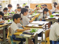 P2生がPP2生と一緒にさつまいもの苗植えを行いました