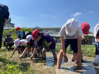 Ｐ３Ｐ４生が代かきと田植えを行いました