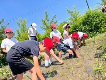 Ｐ３Ｐ４生が代かきと田植えを行いました