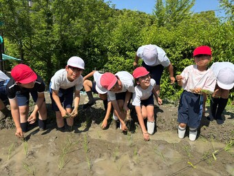 Ｐ３Ｐ４生が代かきと田植えを行いました