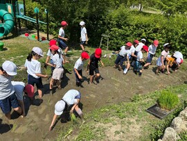 Ｐ３Ｐ４生が代かきと田植えを行いました