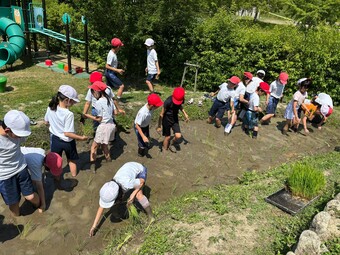 Ｐ３Ｐ４生が代かきと田植えを行いました