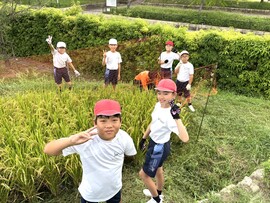 Ｐ４生出動！田んぼの鳥害対策ネット設置