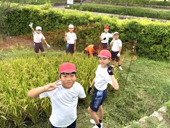 Ｐ４生出動！田んぼの鳥害対策ネット設置