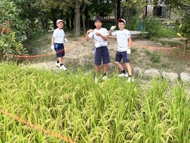 Ｐ４生出動！田んぼの鳥害対策ネット設置