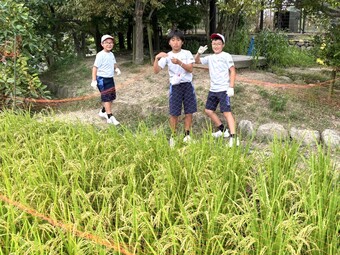 Ｐ４生出動！田んぼの鳥害対策ネット設置