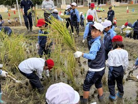 Ｐ３・Ｐ４生、田んぼでザクザク稲刈り大奮闘！