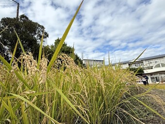 Ｐ３・Ｐ４生、田んぼでザクザク稲刈り大奮闘！