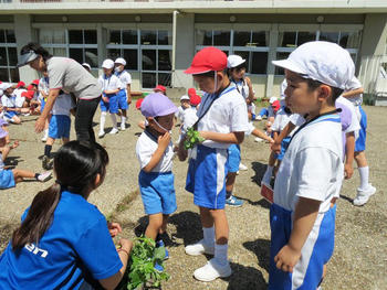 ＰＰ２（年中児）とＰ２（小学２年）生でサツマイモ植え