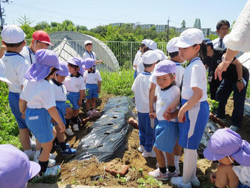 ＰＰ２（年中児）とＰ２（小学２年）生でサツマイモ植え