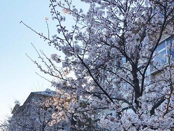 奈良学園小学校入学式