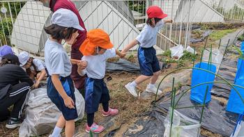 P2生が年中さんと一緒にサツマイモを植えました！