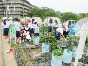 大きく育つP2生の野菜たち！